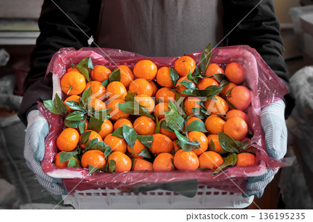 Grocery store clerk holding a crate of fresh tangerines, food retail, fruit sales, agricultural products, seasonal harvest, natural products 136195235