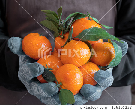 A grocery store clerk holds several fresh tangerines. Food retail, fruit market, fresh citrus, organic food, healthy food, grocery shopping, everyday retail work A grocery store clerk holds several fresh tangerines. Food retail, fruit market, fresh citrus, organic food, healthy food, grocery shopping, everyday retail work 136195238