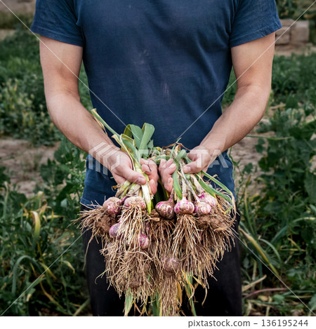 A young farmer holds a freshly dug bunch of garlic with green leaves and roots covered in soil. A natural harvest, organic farming, and manual labor on the farm 136195244