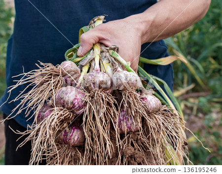 A young farmer holds a freshly dug bunch of garlic with green leaves and roots covered in soil. A natural harvest, organic farming, and manual labor on the farm 136195246