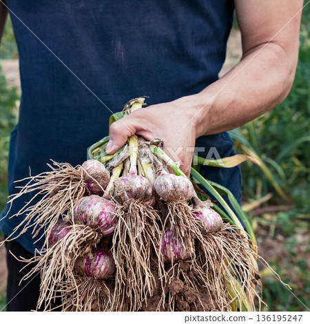 A young farmer holds a freshly dug bunch of garlic with green leaves and roots covered in soil. A natural harvest, organic farming, and manual labor on the farm A young farmer holds a freshly dug bunch of garlic with green leaves and roots covered in soil. A natural harvest, organic farming, and manual labor on the farm 136195247