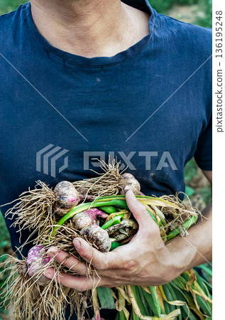 A young farmer holds a freshly dug bunch of garlic with green leaves and roots covered in soil. A natural harvest, organic farming, and manual labor on the farm A young farmer holds a freshly dug bunch of garlic with green leaves and roots covered in soil. A natural harvest, organic farming, and manual labor on the farm 136195248