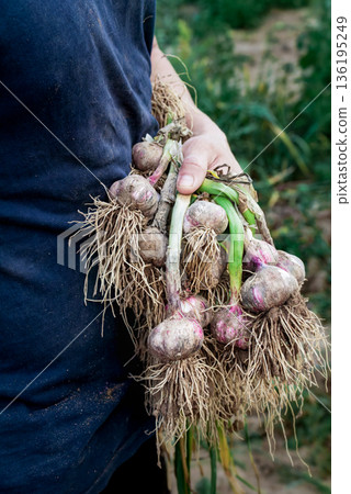 A young farmer holds a freshly dug bunch of garlic with green leaves and roots covered in soil. A natural harvest, organic farming, and manual labor on the farm 136195249