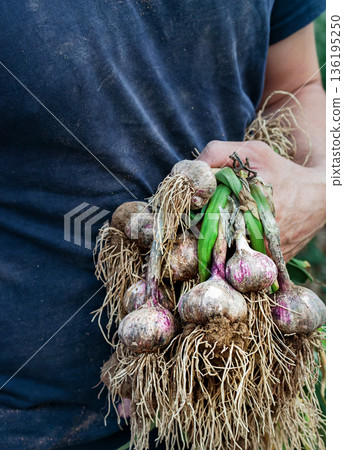 A young farmer holds a freshly dug bunch of garlic with green leaves and roots covered in soil. A natural harvest, organic farming, and manual labor on the farm A young farmer holds a freshly dug bunch of garlic with green leaves and roots covered in soil. A natural harvest, organic farming, and manual labor on the farm 136195250