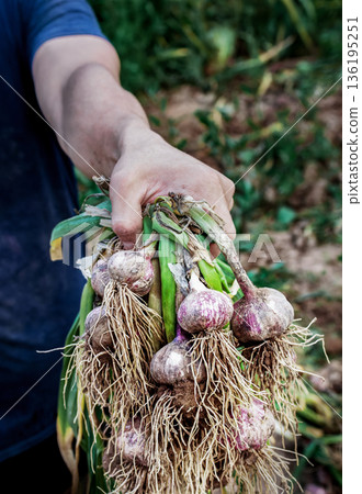 A young farmer holds a freshly dug bunch of garlic with green leaves and roots covered in soil. A natural harvest, organic farming, and manual labor on the farm A young farmer holds a freshly dug bunch of garlic with green leaves and roots covered in soil. A natural harvest, organic farming, and manual labor on the farm 136195251