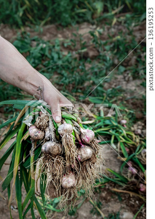 A young farmer holds a freshly dug bunch of garlic with green leaves and roots covered in soil. A natural harvest, organic farming, and manual labor on the farm A young farmer holds a freshly dug bunch of garlic with green leaves and roots covered in soil. A natural harvest, organic farming, and manual labor on the farm 136195253