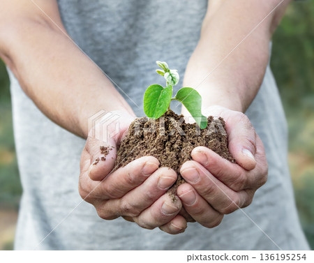 Human hands carefully hold a young plant sprout in fertile soil. The image symbolizes environmental care, environmental awareness Human hands carefully hold a young plant sprout in fertile soil. The image symbolizes environmental care, environmental awareness 136195254