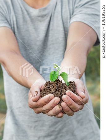 Human hands carefully hold a young plant sprout in fertile soil. The image symbolizes environmental care, environmental awareness 136195255