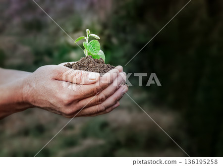 Human hands carefully hold a young plant sprout in fertile soil. The image symbolizes environmental care, environmental awareness Human hands carefully hold a young plant sprout in fertile soil. The image symbolizes environmental care, environmental awareness 136195258
