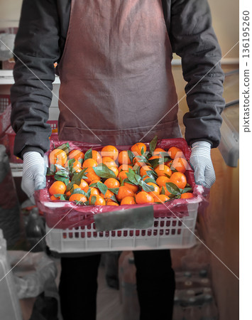 Grocery store clerk holding a crate of fresh tangerines, food retail, fruit sales, agricultural products, seasonal harvest, natural products Grocery store clerk holding a crate of fresh tangerines, food retail, fruit sales, agricultural products, seasonal harvest, natural products 136195260