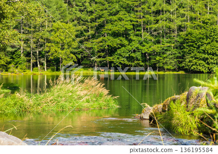 Summer in Chino City, Nagano Prefecture, Okutateshina, Mishaka Pond, mother and child deer Summer in Chino City, Nagano Prefecture, Okutateshina, Mishaka Pond, mother and child deer 136195584
