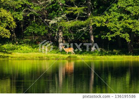 夏天，長野縣茅野市奧館科三沙卡池的野鹿 136195586
