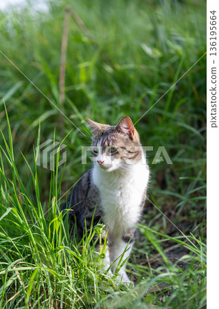 Young cat with tiger pattern fur on a green grass Young cat with tiger pattern fur on a green grass 136195664