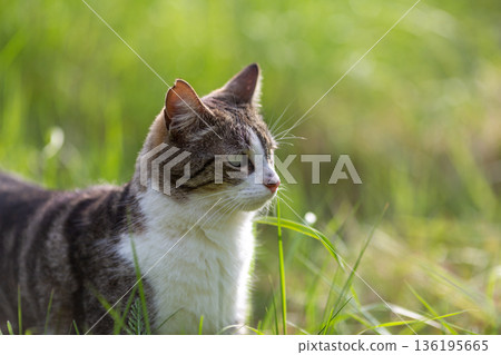 Young cat with tiger pattern fur on a green grass Young cat with tiger pattern fur on a green grass 136195665