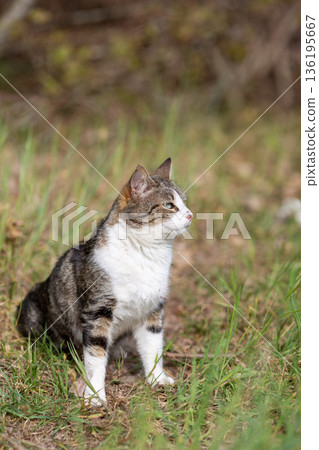 Young cat with tiger pattern fur on a green grass 136195667