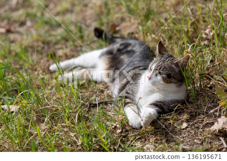 Young cat with tiger pattern fur on a green grass Young cat with tiger pattern fur on a green grass 136195671
