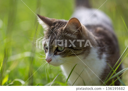 Young cat with tiger pattern fur on a green grass Young cat with tiger pattern fur on a green grass 136195682