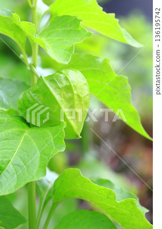 Ground cherries before they turn color Ground cherries before they turn color 136195742
