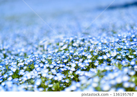 Nemophila of Hitachi Seaside Park Nemophila of Hitachi Seaside Park 136195767
