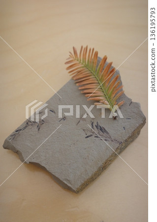 美國蒙大拿州出土3000萬年前的水杉化石與現代水杉葉 美國蒙大拿州出土3000萬年前的水杉化石與現代水杉葉 136195793