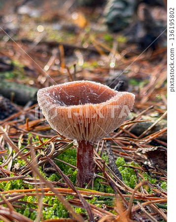 Distinctive solitary mushroom in pine litter with vivid orange gills 136195802
