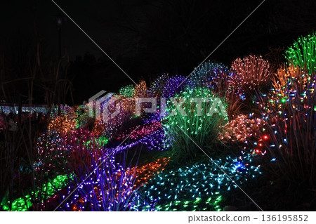 東松山市東松山牡丹園的燈光秀 136195852