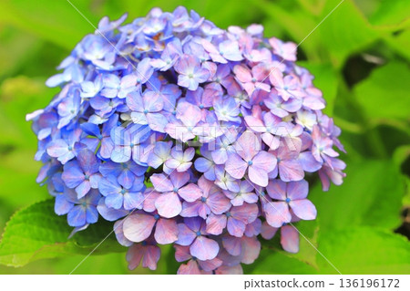 繡球花變色 136196172