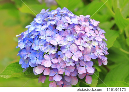 繡球花變色 136196173
