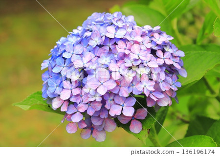 繡球花變色 136196174