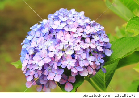 繡球花變色 136196175
