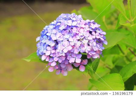 Hydrangea changing color Hydrangea changing color 136196179