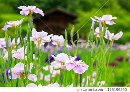 Iris flowers herald the arrival of early summer 136196350