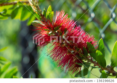 Vibrant Red Callistemon Bottlebrush Flower On Green Foliage With Fenced Backyard Setting Vibrant Red Callistemon Bottlebrush Flower On Green Foliage With Fenced Backyard Setting 136196626