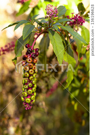 Vibrant Pokeweed Berries Cluster On Purple Stem With Green Leaves In Sunlit Garden 136196628