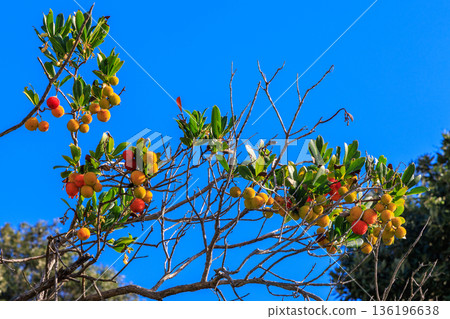 Bright Blue Sky Behind Strawberry Tree Branches With Orange-Red Berries In Sunlight 136196638