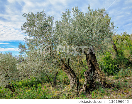 Ancient Olive Trees in Sunlit Mediterranean Landscape with Silver Leaves, Gnarled Trunks, and Lush Underbrush 136196643