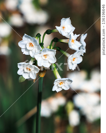 White Narcissus Flowers in Clusters on Green Stem for Close-Up Garden or Floral Arrangement Photography White Narcissus Flowers in Clusters on Green Stem for Close-Up Garden or Floral Arrangement Photography 136196646