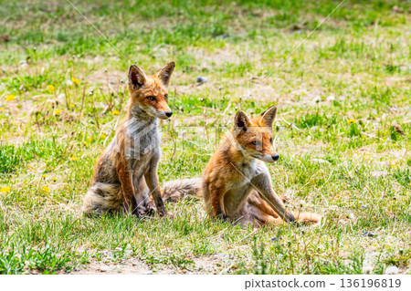Two Ezo red foxes (Kitakitsune) Two Ezo red foxes (Kitakitsune) 136196819