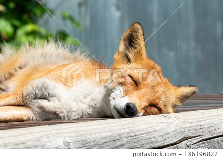 Sleeping face of a red fox (northern fox) 136196822