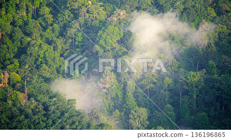 Green Forest Canopy as a Natural Carbon Sink Eco Friendly Energy Source Green Forest Canopy as a Natural Carbon Sink Eco Friendly Energy Source 136196865