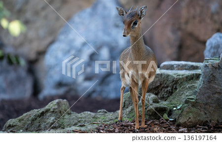 Tiny dik-dik antelope standing alert on rocky ground Tiny dik-dik antelope standing alert on rocky ground 136197164