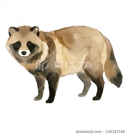 水彩風格的浣熊插圖 水彩風格的浣熊插圖 136197168