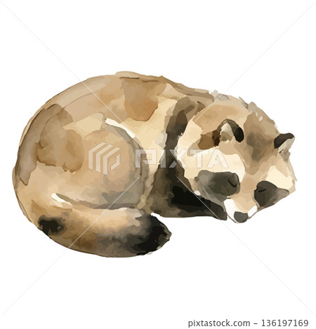 水彩風格的浣熊插圖 水彩風格的浣熊插圖 136197169