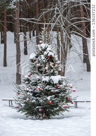 Christmas tree was decorated with Christmas tree decorations in a snowy forest 136197232