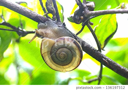 透明蝸牛 1 136197312