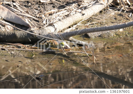 White-eye 136197601