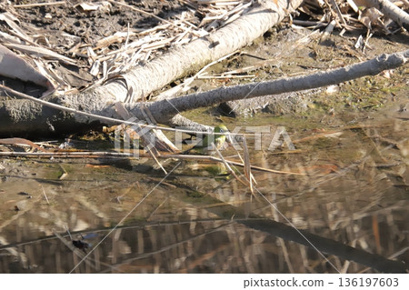 White-eye White-eye 136197603