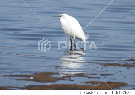Little egret 136197682