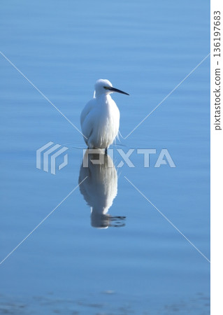 Little egret 136197683