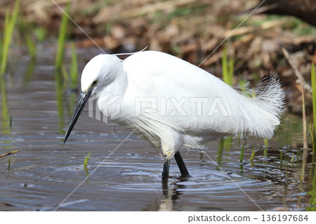 Little egret 136197684